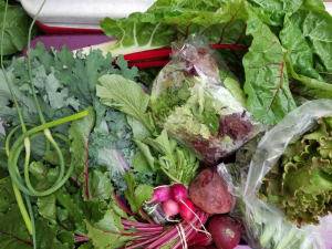 Jamaica Plain Farmers' Market