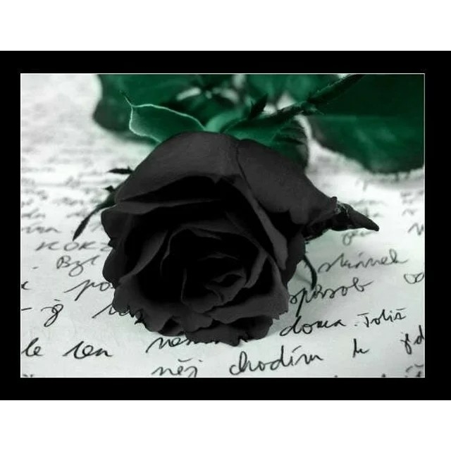 Black Rose