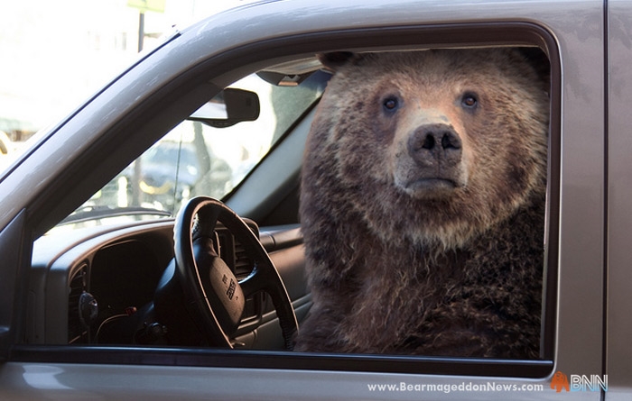 Adult black bear and cub trapped in car.